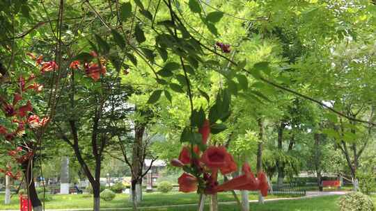 城市公园鲜花盛开实拍