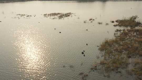 航拍 湿地 鸟 自然保护区 湿地保护区