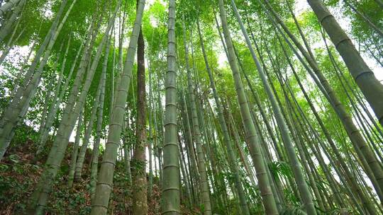 美丽的生态竹海竹林竹子参天竹林