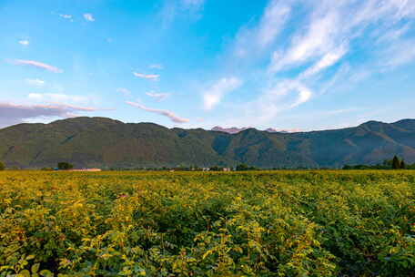 大马士革花田延时