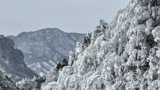 航拍湖北神农架原始森林群山冬季雪景雪松