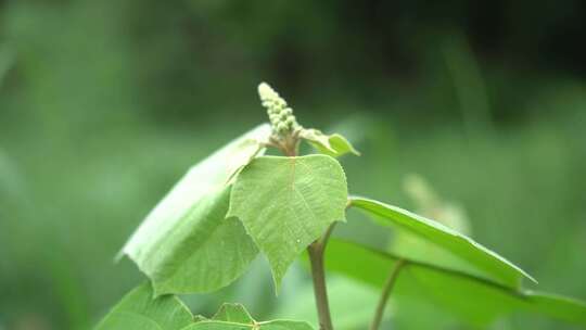 植物绿叶生机勃勃