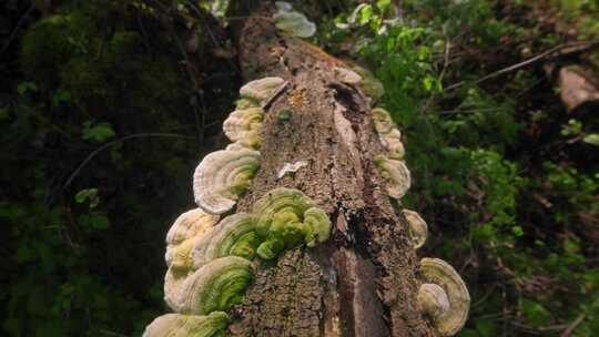 自然木耳真菌