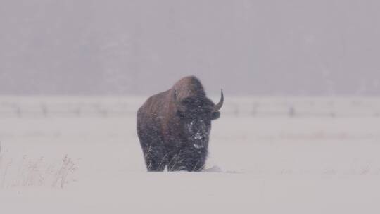 下雪天雪地里站着一头野牛