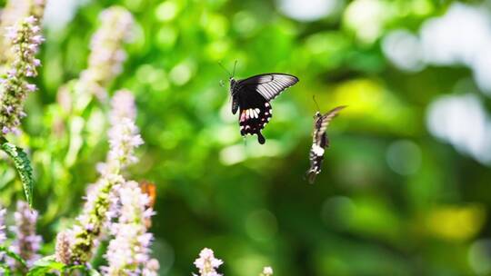 一对燕尾蝶飞舞求偶交配慢镜头