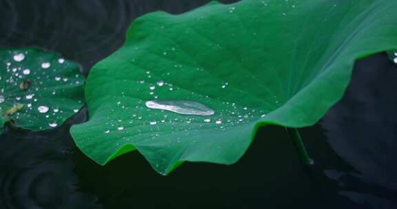 下雨天的荷叶与水珠