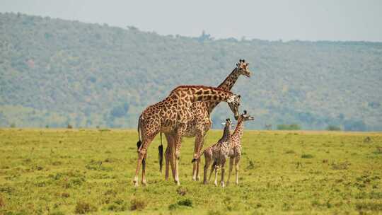 长颈鹿，小牛，非洲，草原