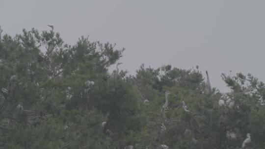 野生鸟类栖息的松树林长焦拍摄LOG视频素材模板下载