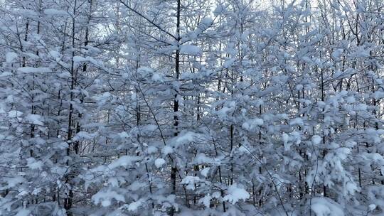 极寒天气大兴安岭岭上松林雪林树枝挂雪