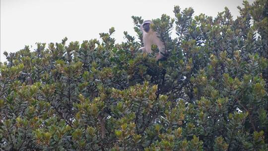 一只猴子在树顶上休息