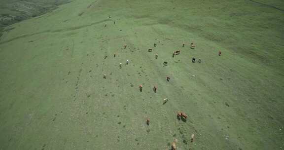 航拍内蒙古大草原上吃草的牛