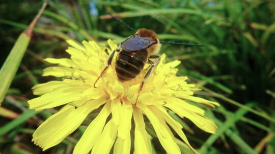 蜜蜂采蜜微距实拍特写