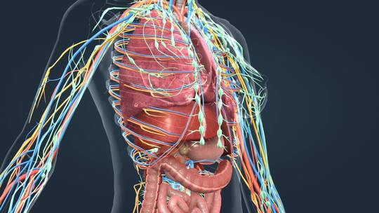 人体解剖女性肺脏脾脏肾脏肠道心脏器官动画