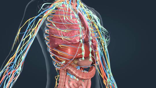 人体解剖女性肺脏脾脏肾脏肠道心脏器官动画视频素材模板下载