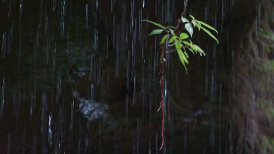 水滴滴水植被