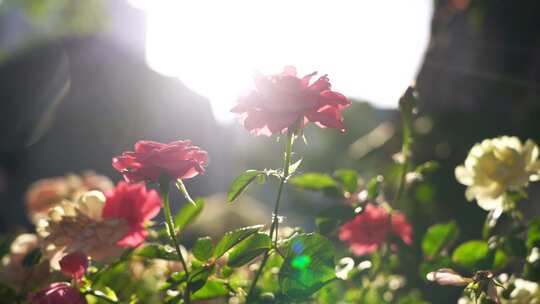 夏日阳光下逆光清新明亮的月季花花朵