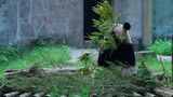 大熊猫吃竹叶视频合集高清在线视频素材下载