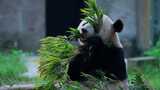 大熊猫吃竹叶视频合集高清在线视频素材下载