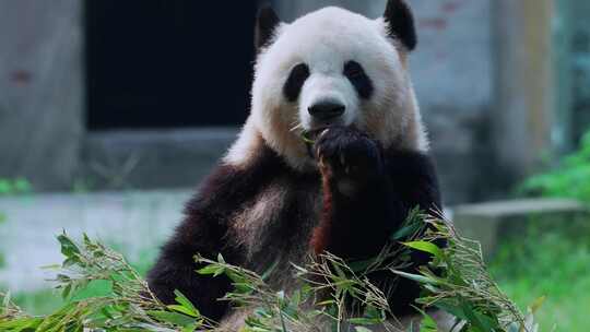 大熊猫吃竹叶视频合集