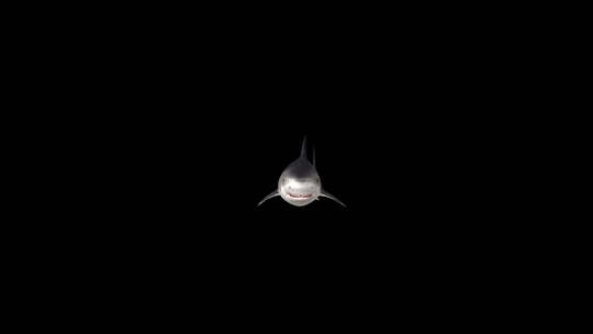 鲨鱼在镜头下游泳，阿尔法海峡