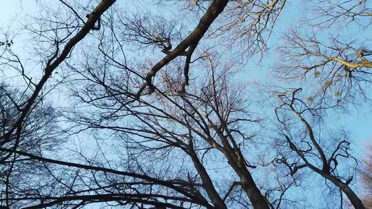抬头看着空荡荡的树枝