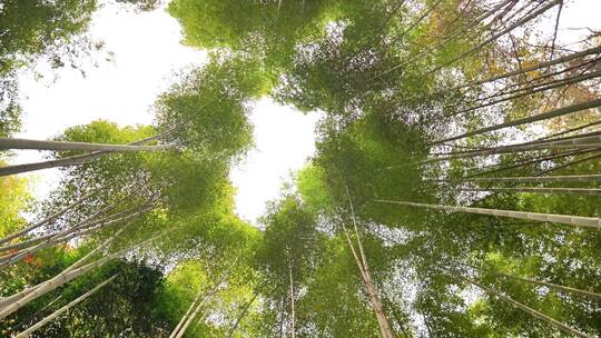 大自然风景美丽的竹海竹林竹子枝繁叶茂