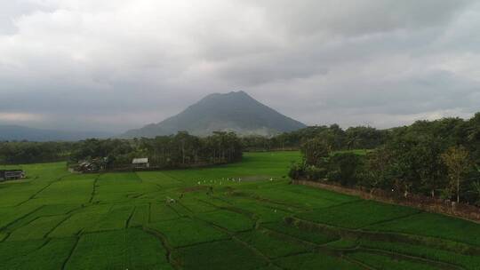 山下的稻田种植园景观