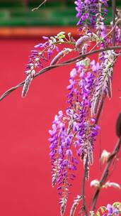 实拍春天北京故宫博物院内绽放的藤萝花竖屏