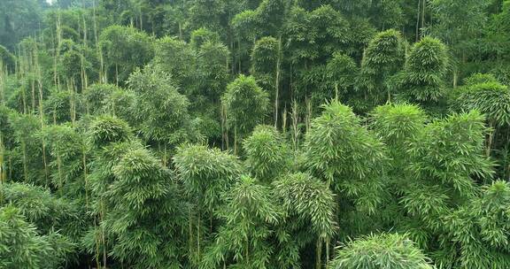 苦竹林航拍风景