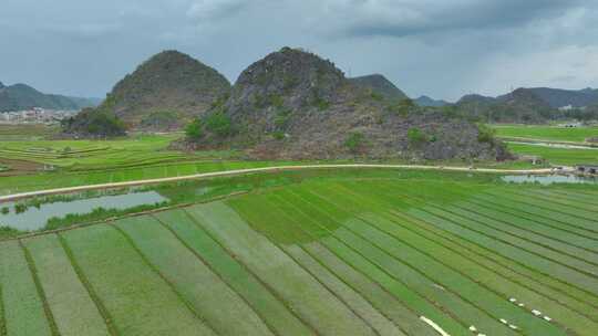 农村插秧场景