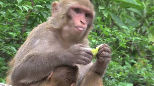 猴子在野外吃水果