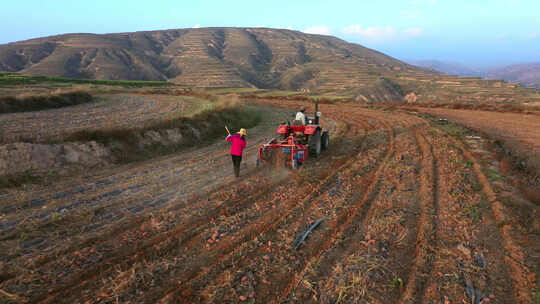农收时节农民开着农用机在地里挖土豆马铃薯