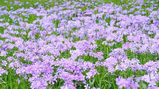 春天野花小紫花草原草甸花园盛开