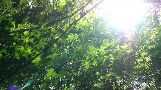 绿色植物树叶树荫光影阳光绿光