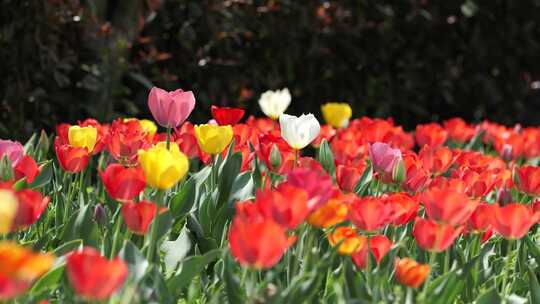 合集郁金香花海春天公园植物园