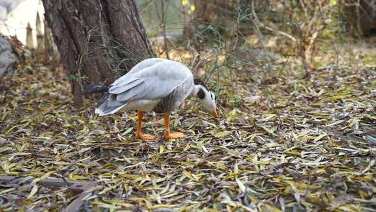 斑头雁在落叶上行走觅食