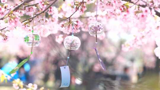 唯美樱花下摇摆的风铃 樱花风铃