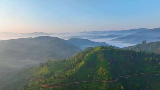 唯美茶山云海日出