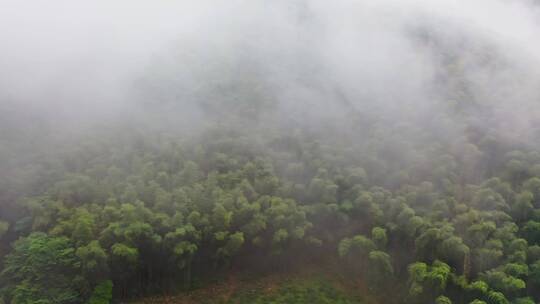 大山山脉峡谷云雾蒸气向树林前进