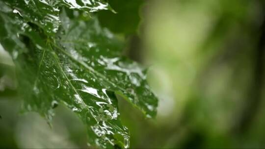 雨水落在枫叶上