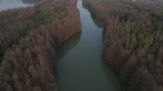上海海湾国家森林公园4K航拍