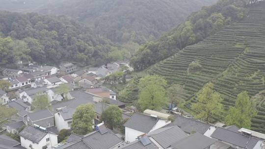 杭州西湖梅家坞茶园茶山视频素材模板下载