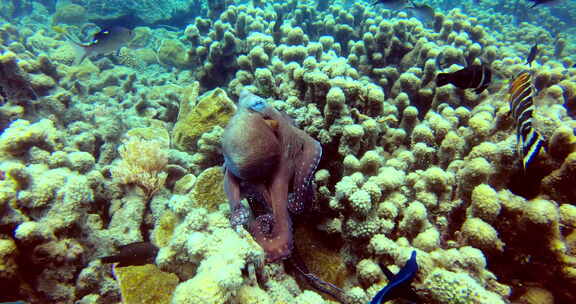 在珊瑚的海洋中，人们看到一只章鱼逃跑了，