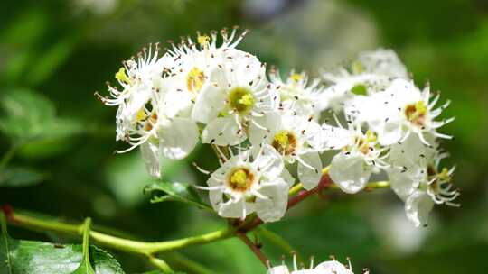 春天 清新 植物 山楂树 开花 山楂树花