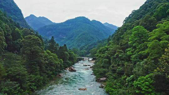 森林里溪流航拍前进