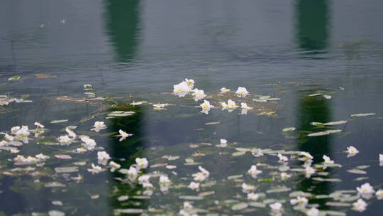 湖中的水性杨花