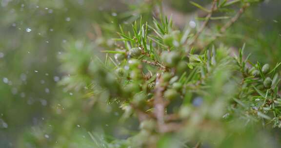 杜松，种子，常绿，植物