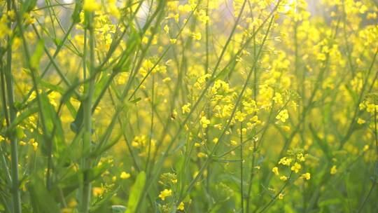 油菜花特写油菜花田蜜蜂花朵采蜜视频素材模板下载