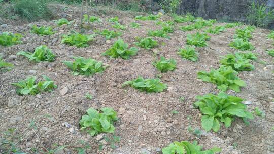 有机蔬菜菜园里白菜视频素材模板下载