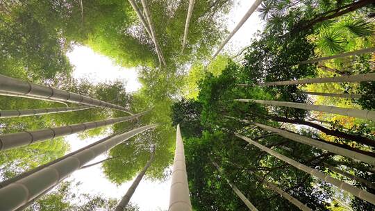 大自然风景美丽的竹海竹林竹子枝繁叶茂